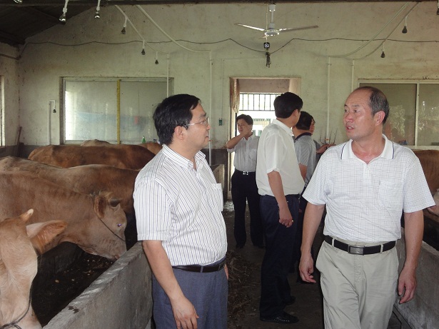 在泌阳县夏南牛养殖基地调研指导