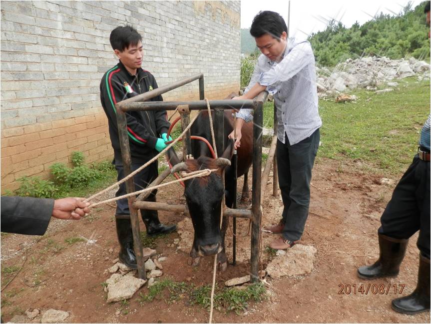 对贵州省安顺地区威宁牛进行调研测定和血样采集工作.jpg