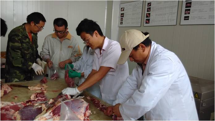 4 岗站结合在国家肉牛体系昆明试验站开展肉牛屠宰分割实验.jpg