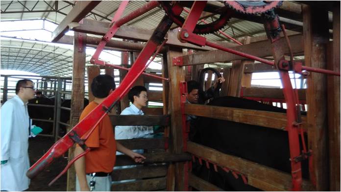 5 岗站结合在国家肉牛体系昆明试验站开展肉牛生产性能测定.jpg