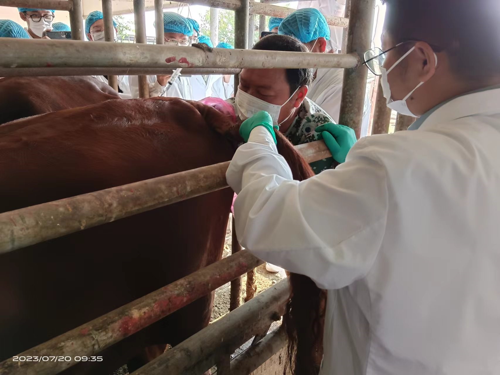 团队首席主持召开秦宝牛育种攻关组工作会议