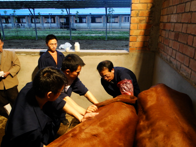 中心首批轉基因肉牛胚胎移植工作進展順利