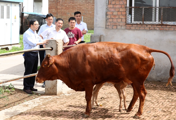 昝林森教授向李兴旺书记介绍秦川牛研究工作