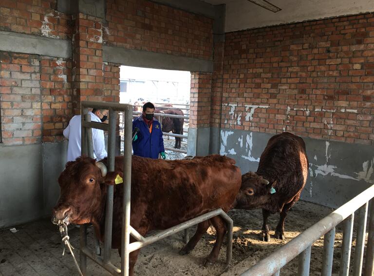 中心良繁场秦川肉牛新品系细管冻精生产成功