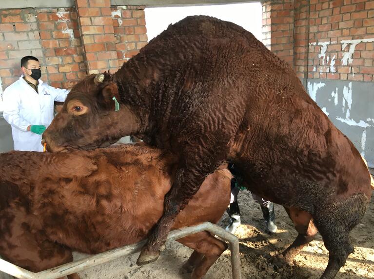 中心良繁场秦川肉牛新品系细管冻精生产成功