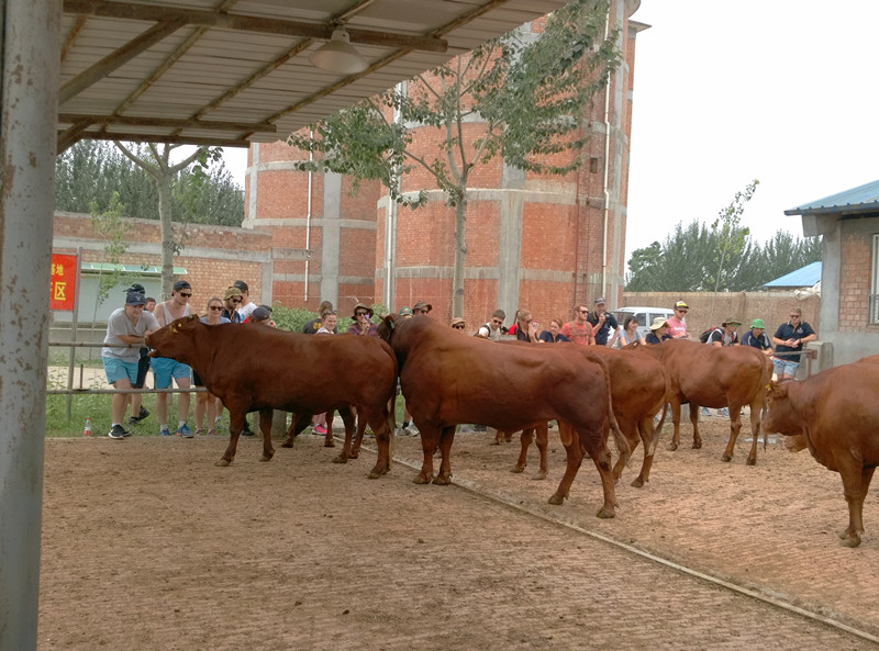 4.参观肉牛中心良繁场_副本.jpg