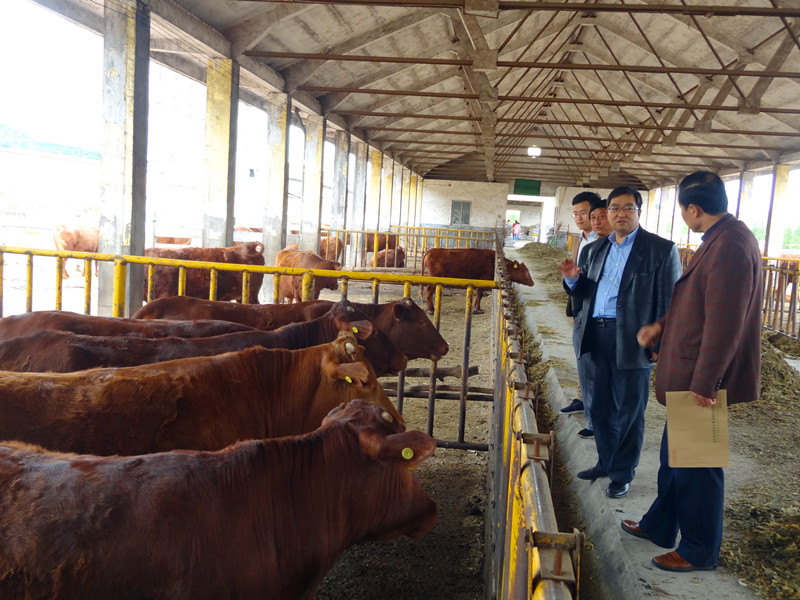 1.在陕西省秦川肉牛良繁中心调研指导秦川肉牛育种工作_副本.jpg