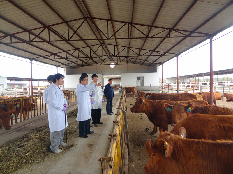 3.在陕西秦川牛业有限公司调研指导安格斯牛良繁工作_副本.jpg