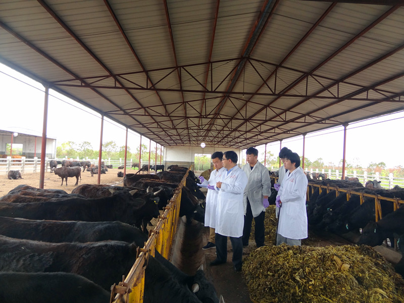 4.在陕西秦川牛业有限公司调研指导秦川牛杂交改良工作_副本.jpg